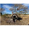 Image 2 : Mexico - Sonora Goulds Turkey Hunt for 2 hunters