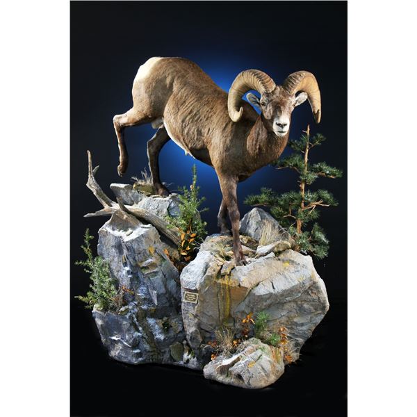 Taxidermy - Life Size mount with habitat and custom wood cabinet