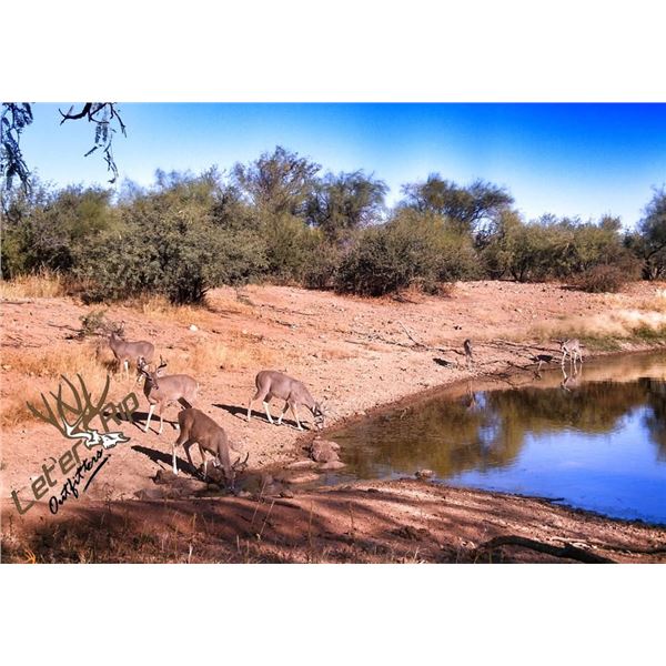 Arizona - Coues Deer Hunt