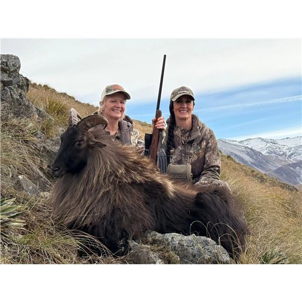 New Zealand – Himalayan Bull Tahr or Red Stag to 350 inches