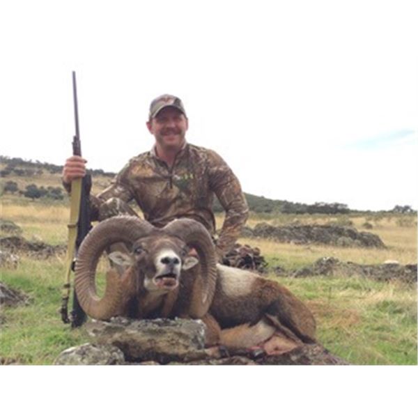Spain - Mouflon Sheep and Roe Deer hunt