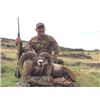 Image 1 : Spain - Mouflon Sheep and Roe Deer hunt