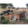 Image 4 : Spain - Mouflon Sheep and Roe Deer hunt