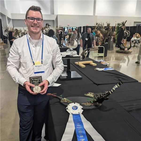 Taxidermy – life size Wild Sheep