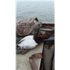 Image 3 : Maryland - Chesapeake Goose & Duck Hunting for 4 hunters for 2 days