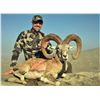 Image 2 : Pakistan - Sindh Ibex & Blanford Urial Combination Hunt