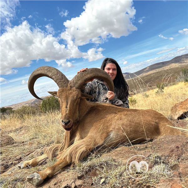 Texas - Aoudad Sheep Hunt for 1 hunter and 1 non-hunter