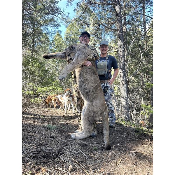 Utah – Mountain Lion Hunt with Hounds