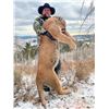 Image 2 : Utah – Mountain Lion Hunt with Hounds