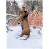 Image 4 : Utah – Mountain Lion Hunt with Hounds