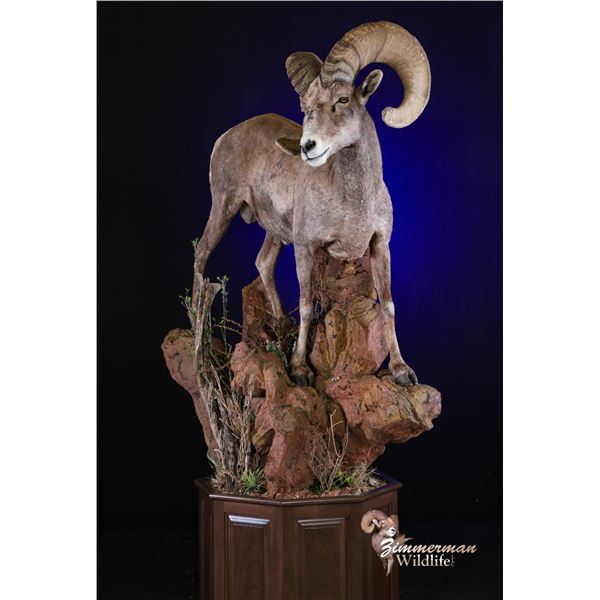 Taxidermy - Life Size Wild Sheep mount on hardwood base with habitat