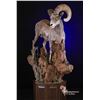 Image 1 : Taxidermy - Life Size Wild Sheep mount on hardwood base with habitat