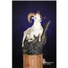Image 2 : Taxidermy - Life Size Wild Sheep mount on hardwood base with habitat