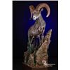 Image 3 : Taxidermy - Life Size Wild Sheep mount on hardwood base with habitat
