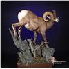 Image 4 : Taxidermy - Life Size Wild Sheep mount on hardwood base with habitat