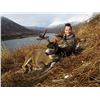 Image 2 : Alaska, Kodiak Island - Sitka Blacktail Deer Hunt for Two (2) Hunters