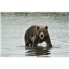 Image 3 : Alaska, Kodiak Island - Sitka Blacktail Deer Hunt for Two (2) Hunters
