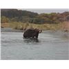 Image 4 : Alaska, Kodiak Island - Sitka Blacktail Deer Hunt for Two (2) Hunters