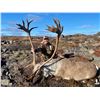 Image 1 : Canada - Central Barren Ground Caribou
