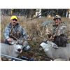 Image 1 : Wyoming - High Country Mule Deer