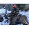 Image 2 : Wyoming - High Country Mule Deer
