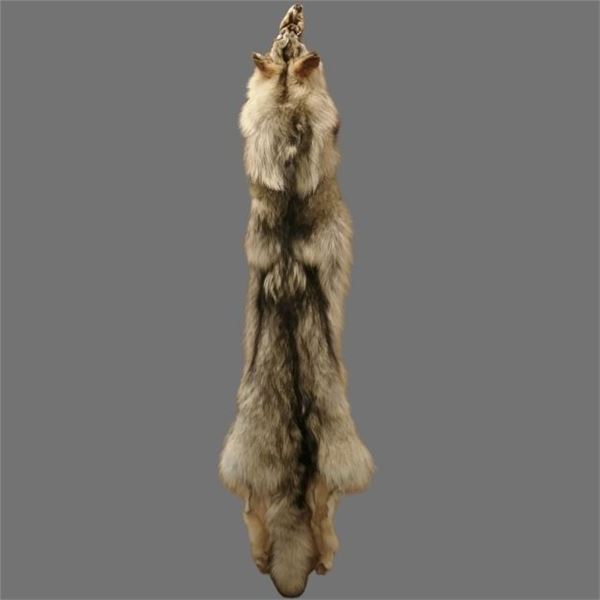 Canadian Wolf Pelt