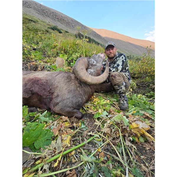 Canada – Bighorn Sheep Hunt in Alberta’s Willmore Wilderness