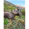 Image 3 : Canada – Bighorn Sheep Hunt in Alberta’s Willmore Wilderness