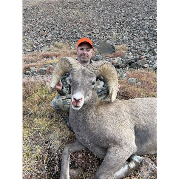 Wyoming - 2026 Governor's Tag for Rocky Mountain Bighorn Sheep
