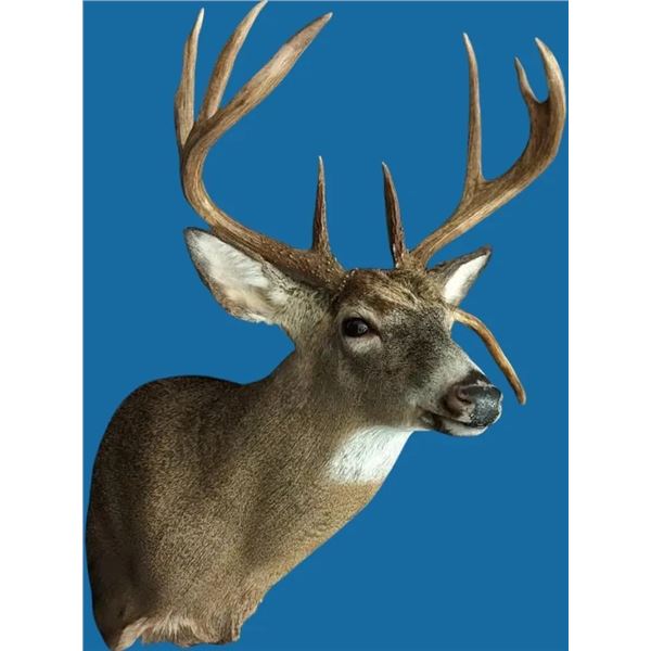 Taxidermy – whitetail or mule deer mount