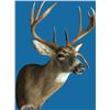 Image 1 : Taxidermy – whitetail or mule deer mount