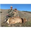 Image 1 : California - Tule Cow Elk Hunt