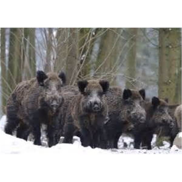 Wild Boar In Serbia Safari Art 6 Nights ,3 Hunting 2 Tourism Days