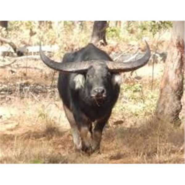 Australia Cow Buffalo Hunt For 2