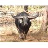 Image 1 : Australia Cow Buffalo Hunt For 2