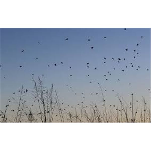 Dove & Pigeon Wing shooting Argentina