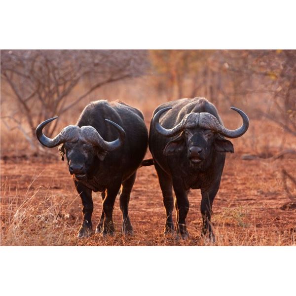 IBamba Safaris South Africa