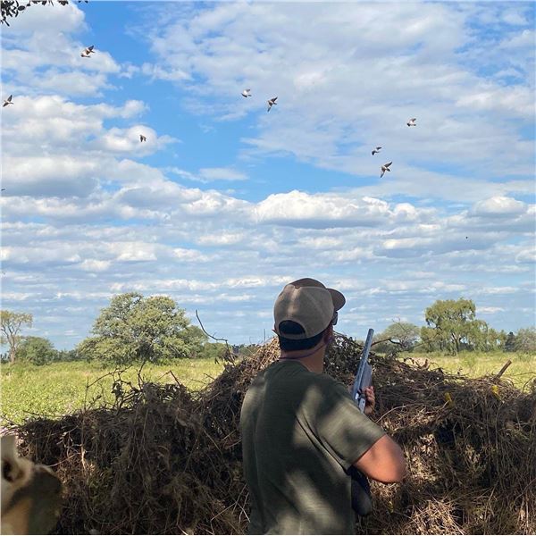 Dove Shooting In Argentina