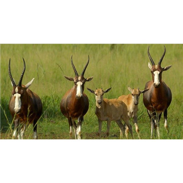 $12,000 Credit for Safari in Zimbabwe