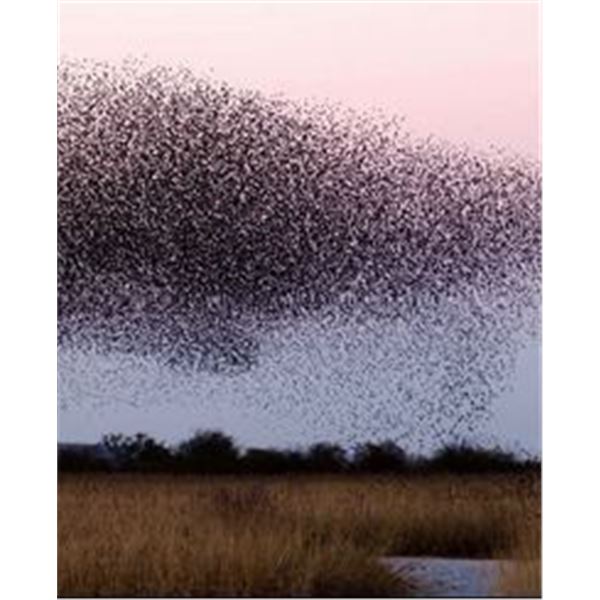 Dove Hunt for 4 Hunters Argentina