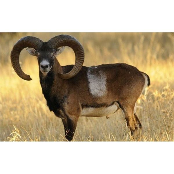 Mouflon Sheep hunt in Spain 1 Hunter