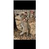 Image 1 : 5 Day Utah or Arizona Mountain Lion Hunt