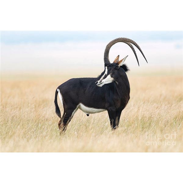 The Sable is considered one of the most beautiful animal species that Africa has to offer.