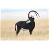 Image 1 : The Sable is considered one of the most beautiful animal species that Africa has to offer.