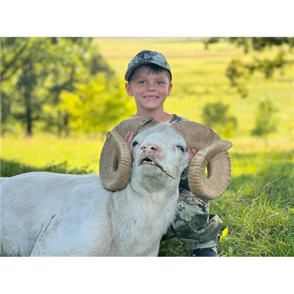 1 Day Minnesota Youth Ram Hunt for One Hunter