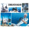 Image 3 : 6 Day Zihuatanejo Mexico Deep Sea for 1, Fish for Sailfish
