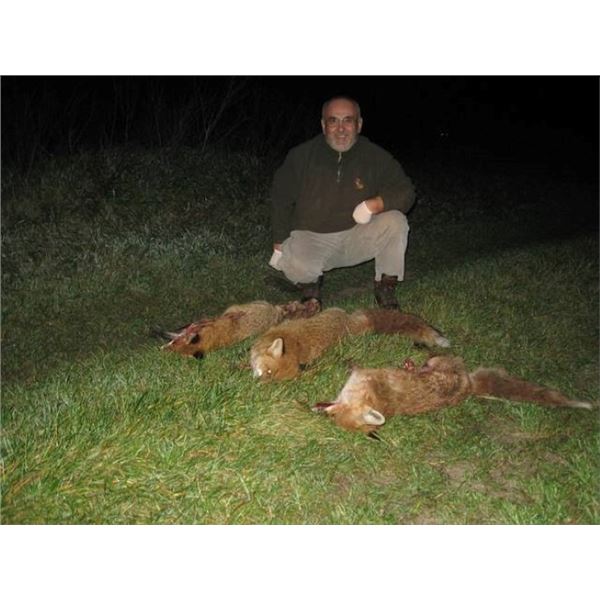 3 Day Serbia Red Fox / Predators Hunt for 2 Hunters or 1 Hunter/1 Non-Hunter w/ 2 Tour Days