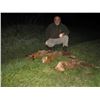 Image 1 : 3 Day Serbia Red Fox / Predators Hunt for 2 Hunters or 1 Hunter/1 Non-Hunter w/ 2 Tour Days