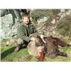 Image 3 : 4 Day New Zealand Bull Tahr for One Hunter