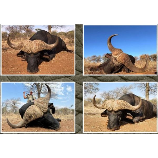 5 Day South Africa Cape Buffalo and Giraffe Hunt for One Hunter – 2026 Only